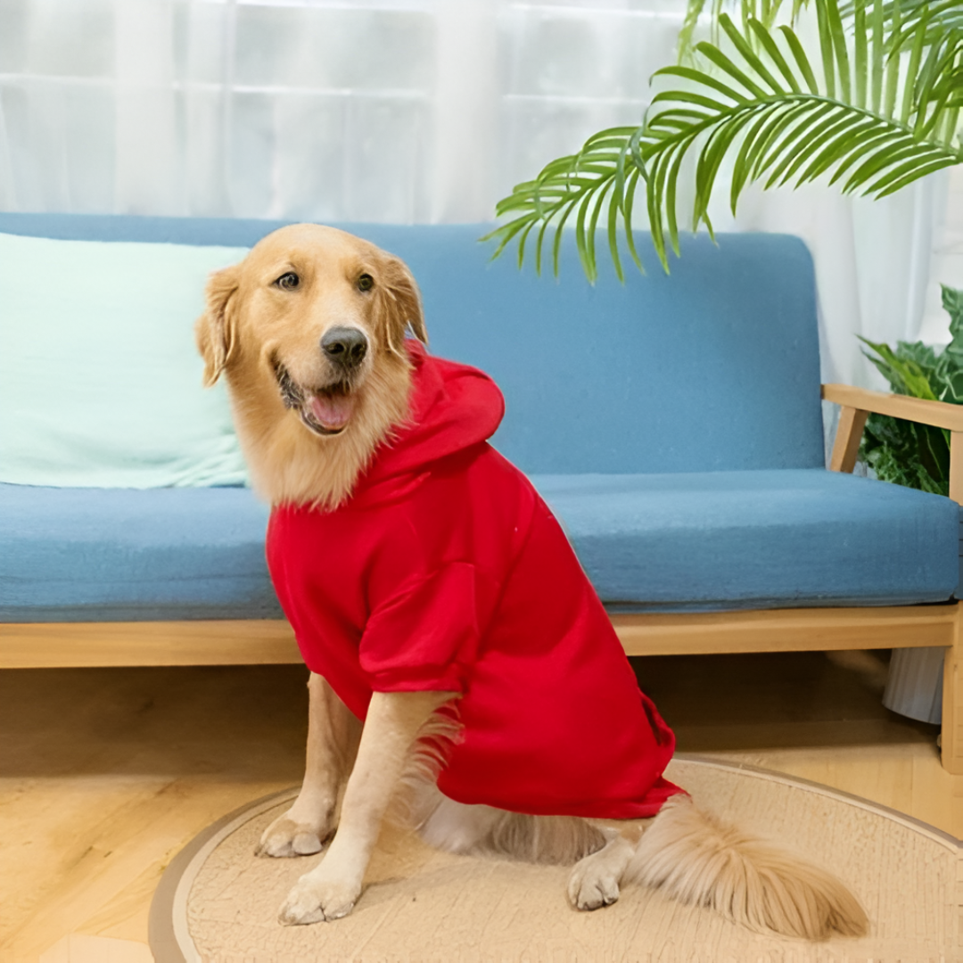 The Perfect Outfit for Every Pet